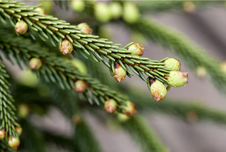 Picea orientalis 'Aureospicata'
