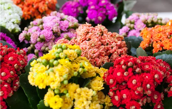 Kalanchoe pflanzen und Blüten im Winter genießen