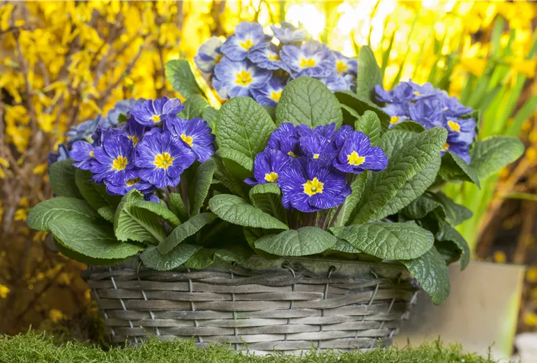 Primula vulgaris