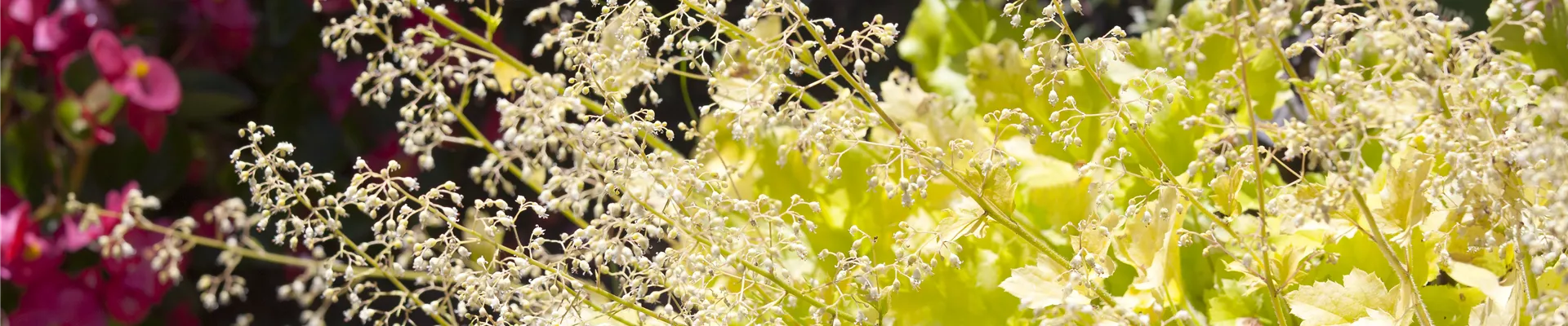 Heuchera