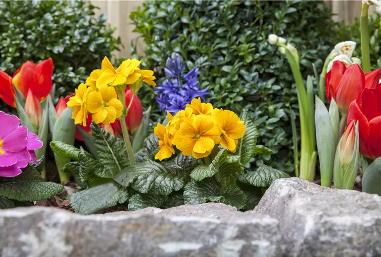 Primula vulgaris, Tulipa, Hyacinthus orientalis