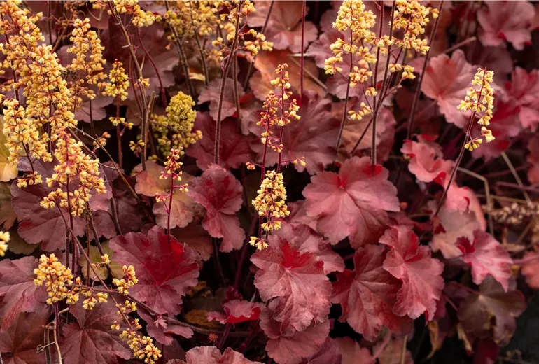 Heuchera Little Cuties 'Blondie'