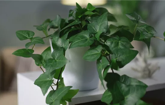 Zimmerpflanzenportrait - Efeu