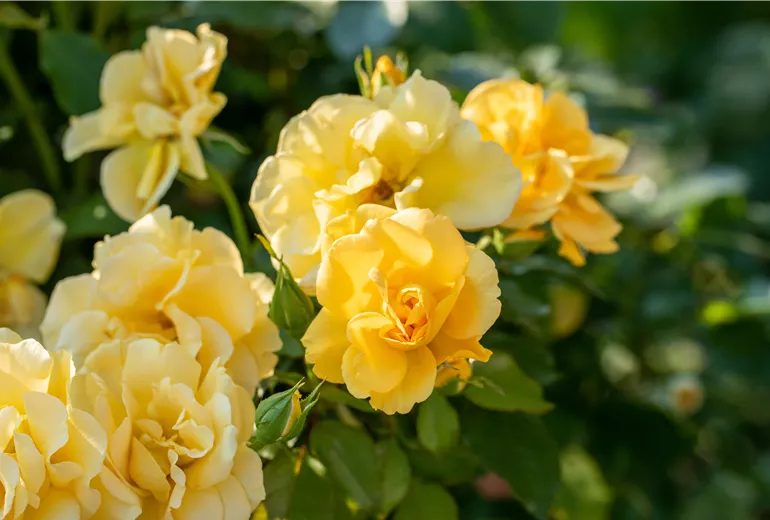 Strauchrose, gelb
