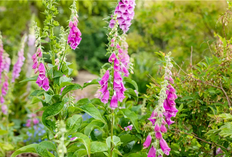 Digitalis purpurea, dunkelrosa