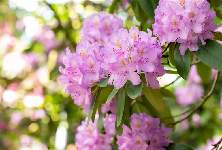 Rhododendron catawbiense 'Compactum'