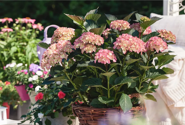 Hydrangea macrophylla, zweifarbig