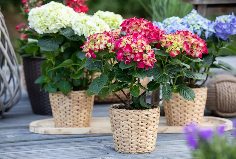 Hydrangea macrophylla, rot