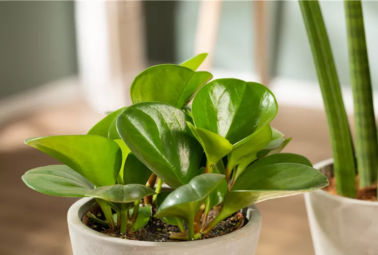 Peperomia obtusifolia