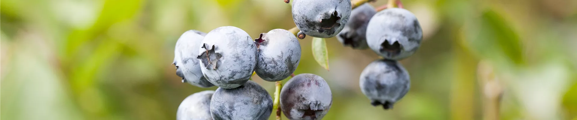 Vaccinium corymbosum