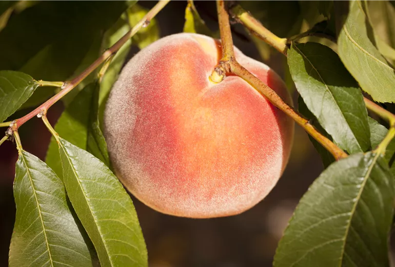 Prunus persica