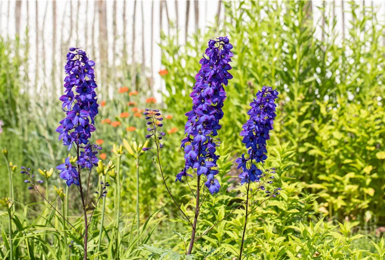 Delphinium x elatum 'Finsteraarhorn'
