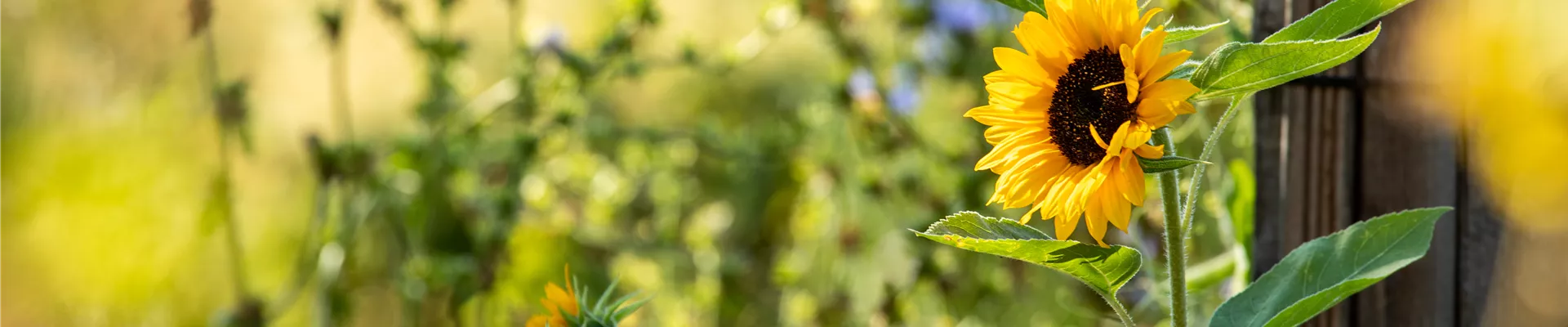 Helianthus annuus