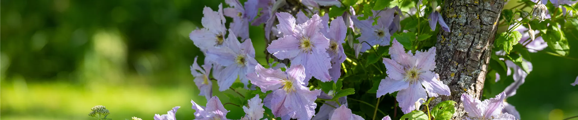Clematis, lila