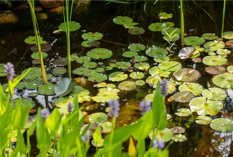 Gartenimpression - Teich
