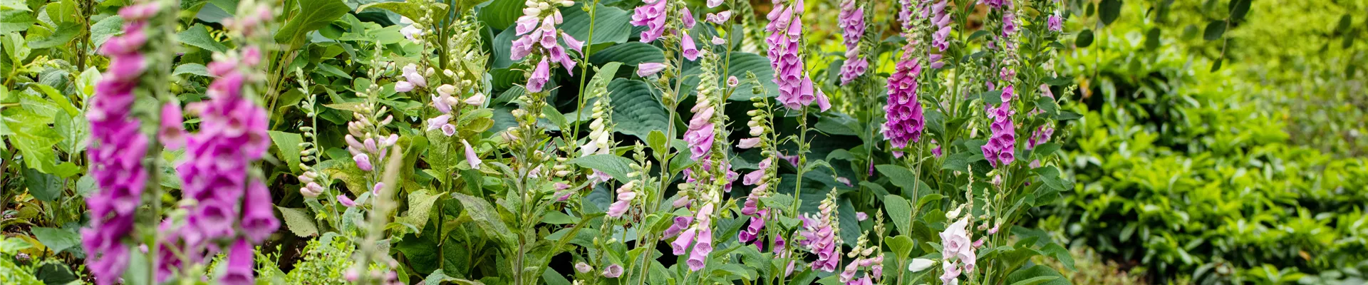 Digitalis purpurea