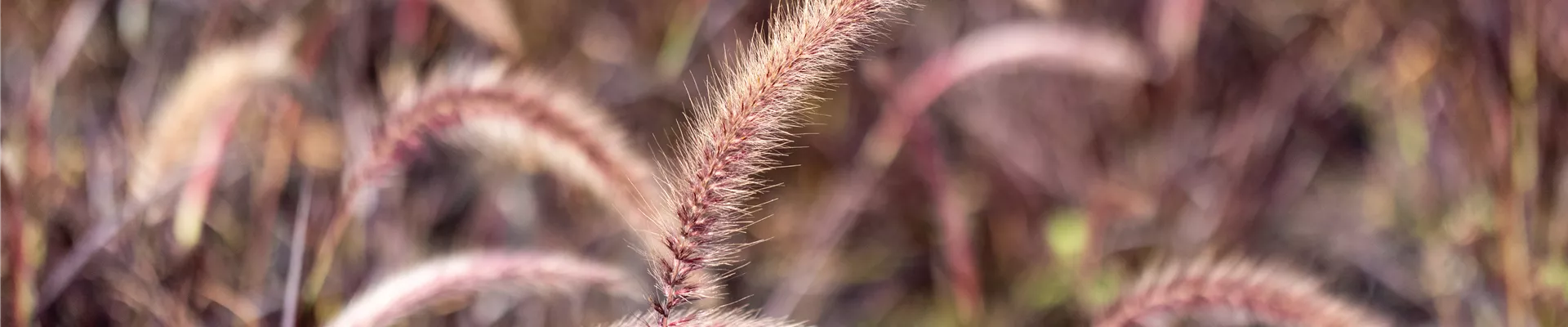 Pennisetum setaceum 'Fireworks'(s)