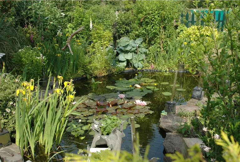 Teich mit Wasserpflanzen