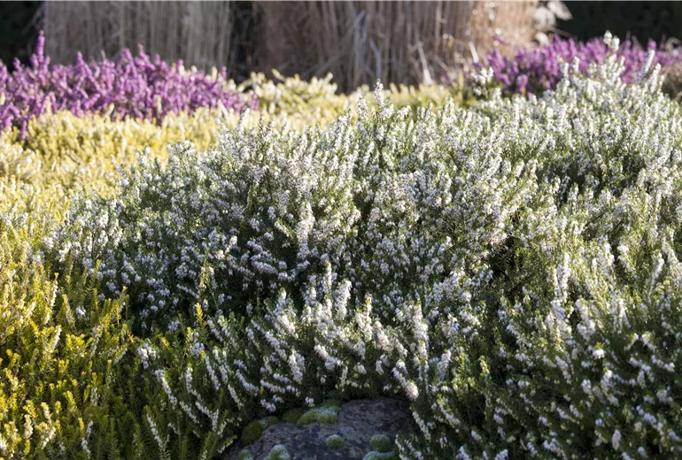 Erica darleyensis 'White Perfection'