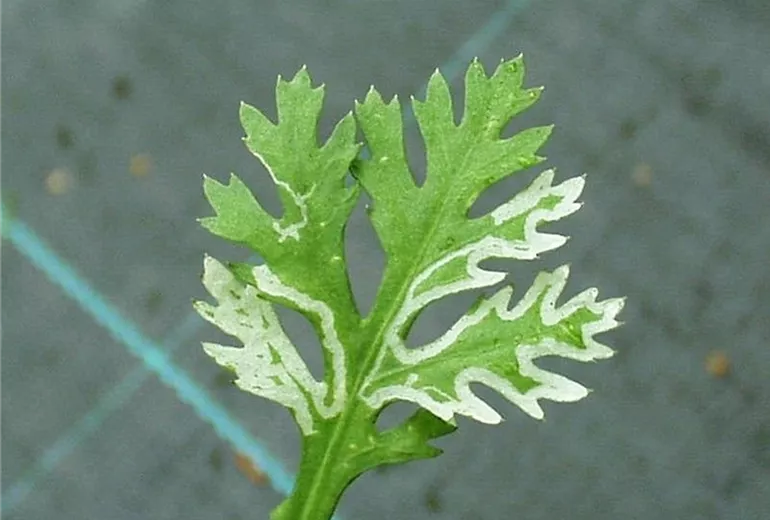 Argyranthemumminierfliege1-800x600
