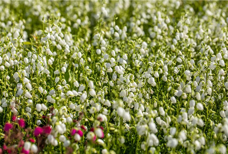 Daboecia 'Alberta White'