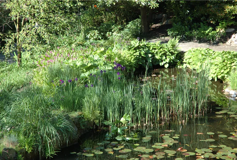 Teich mit Pflanzen