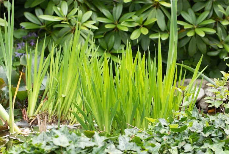 Iris pseudacorus