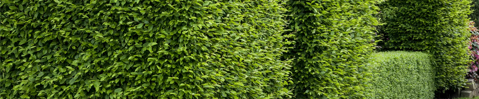 Buchenhecke