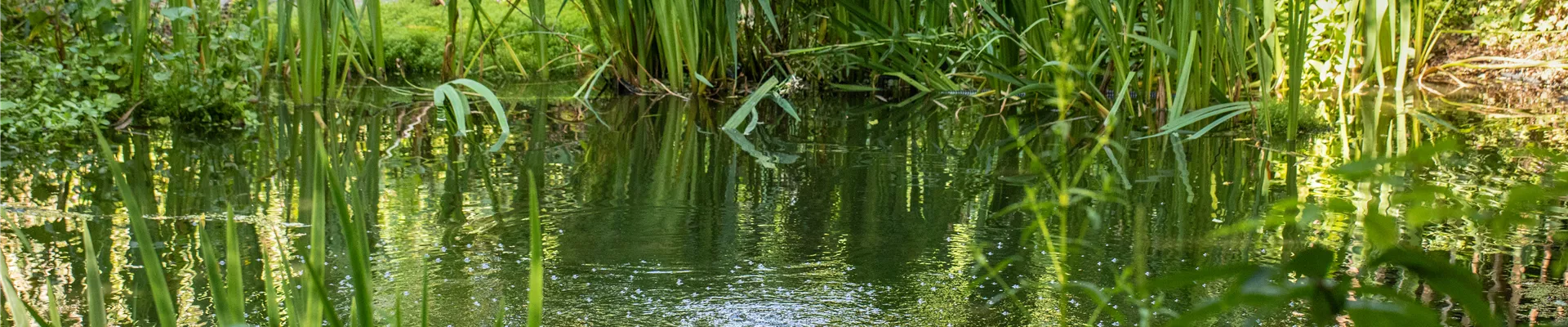 Teich im Garten