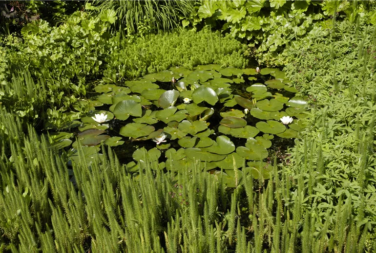 Seerosenteich