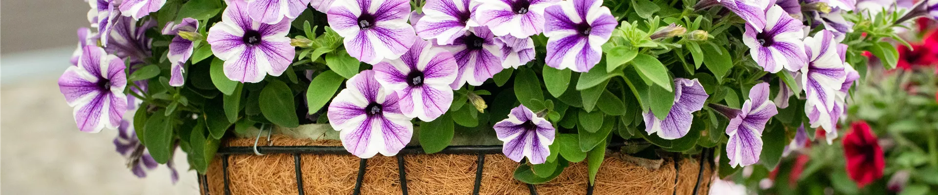Petunia 'Sweetunia Starfish'