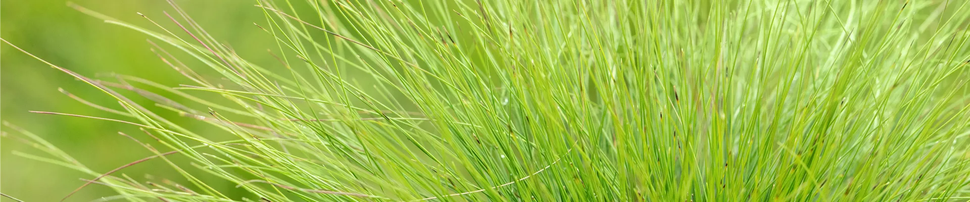 Festuca amestystina