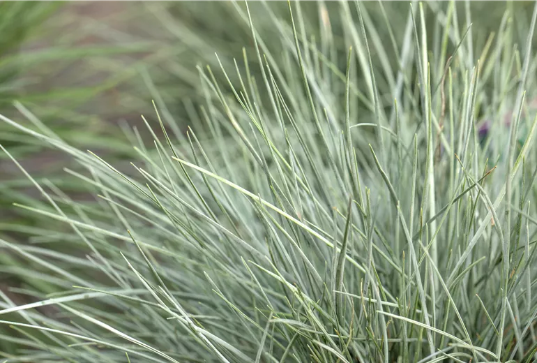 Festuca glauca