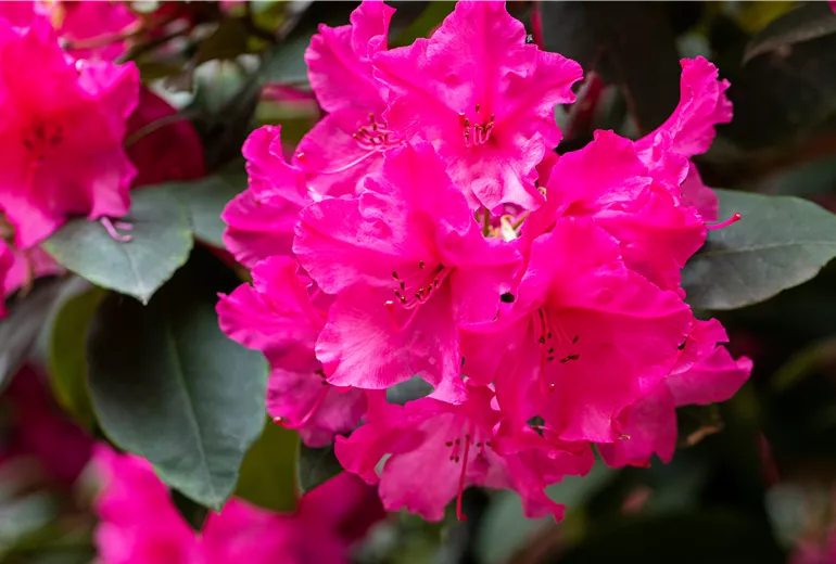 Rhododendron yakushimanum 'Esprit'