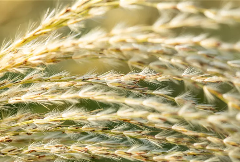 Miscanthus sinensis