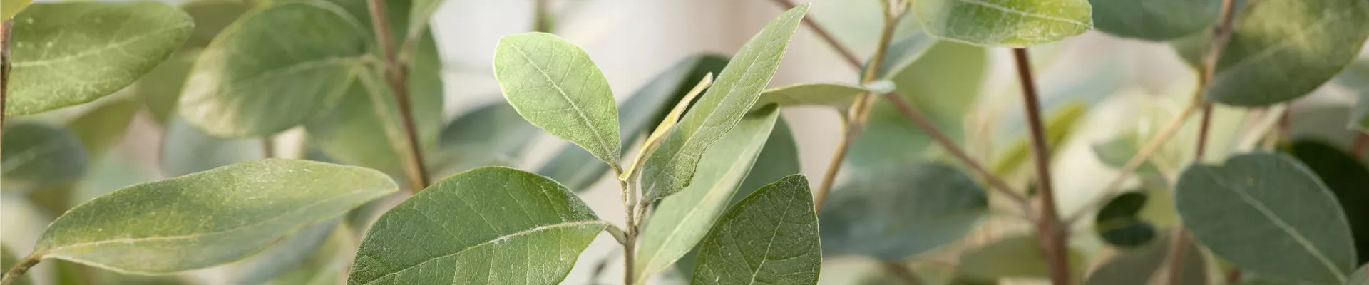 Acca sellowiana