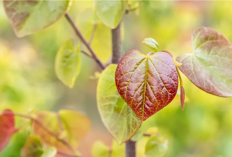 Cercis canadensis 'Merlot'