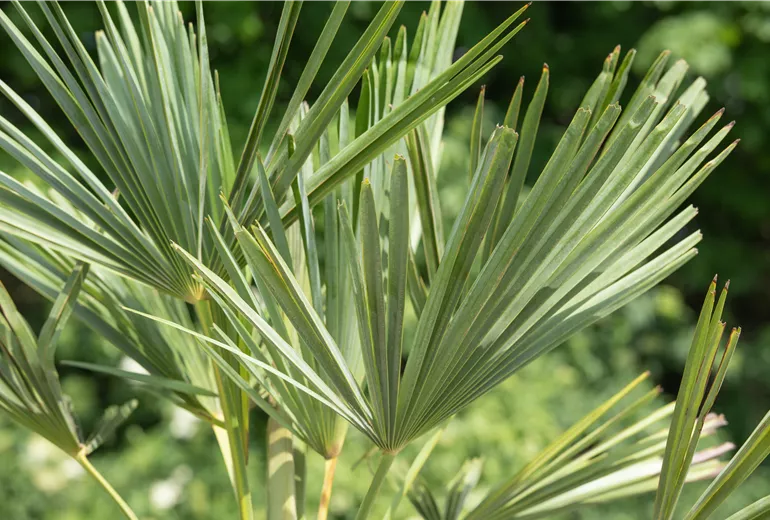 Trachycarpus fortunei