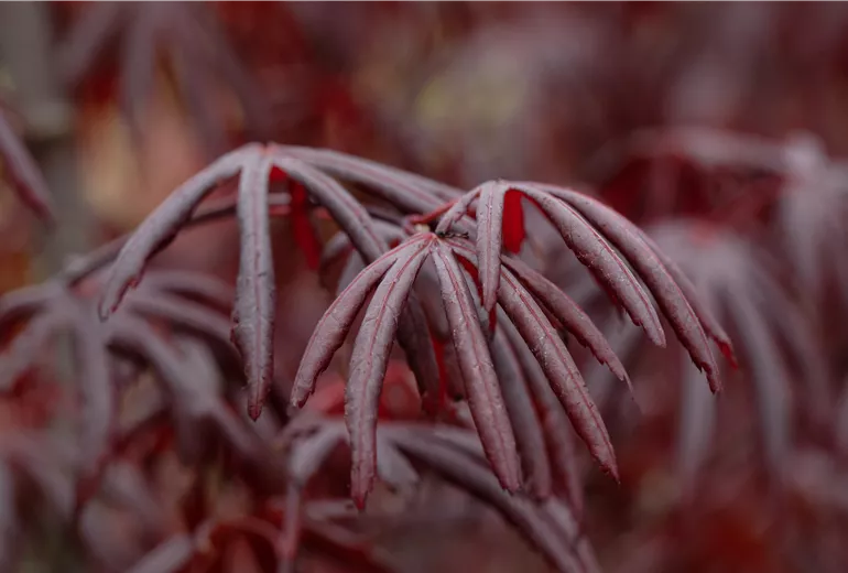 Acer palmatum 'Trompenburg'