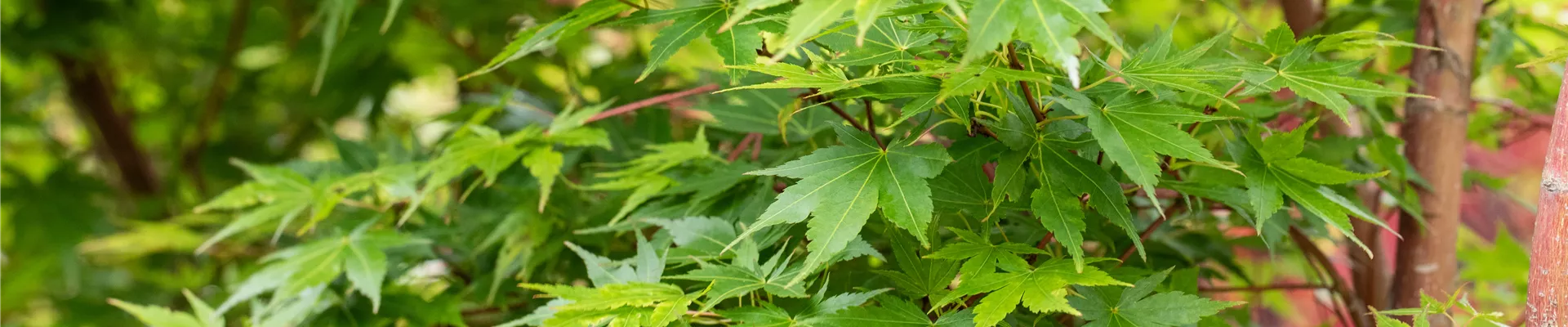 Acer palmatum 'Sangokaku'