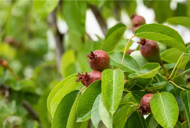 Birne - Fruchtbildung