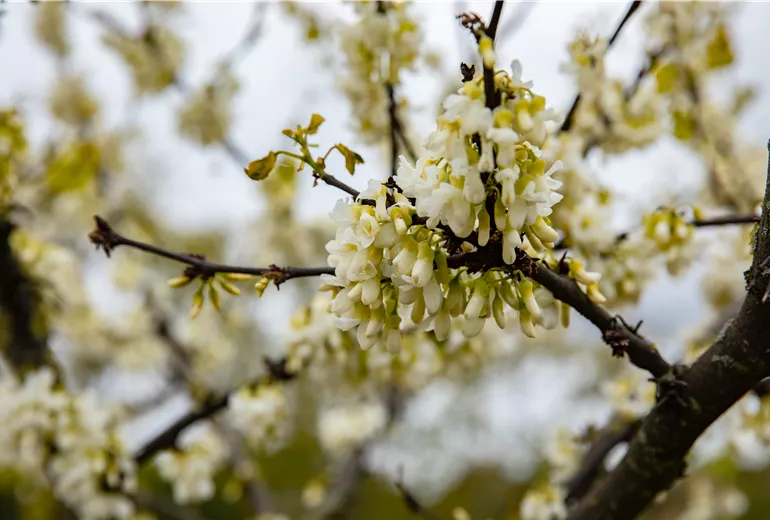 Cercis siliquastrum 'Alba'