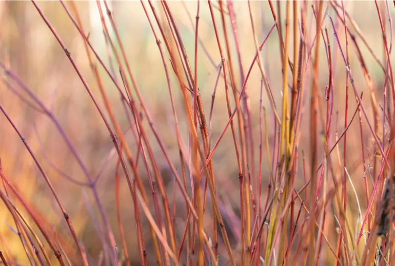 Cornus sericea 'Kelsey'