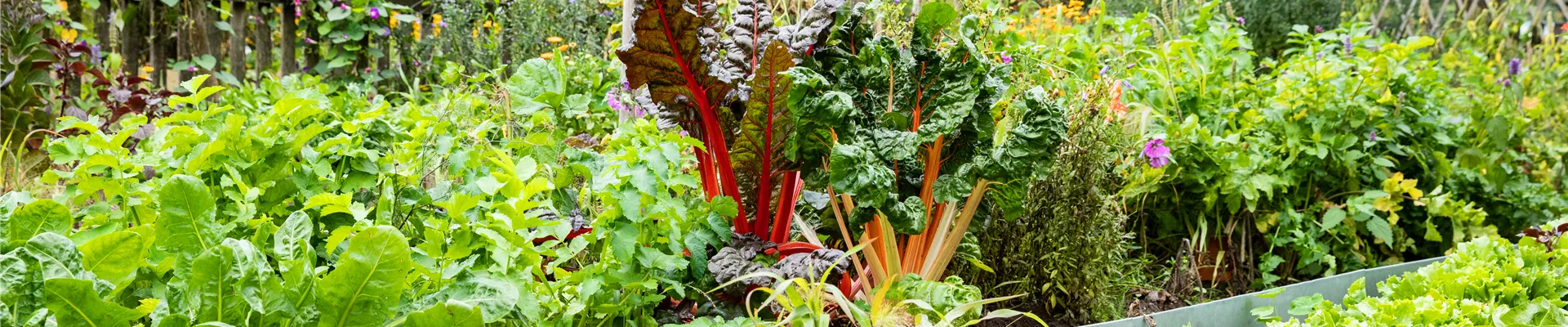 Gemüsegarten 