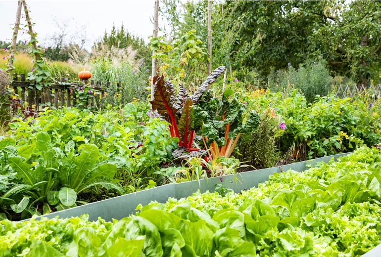 Gemüsegarten 