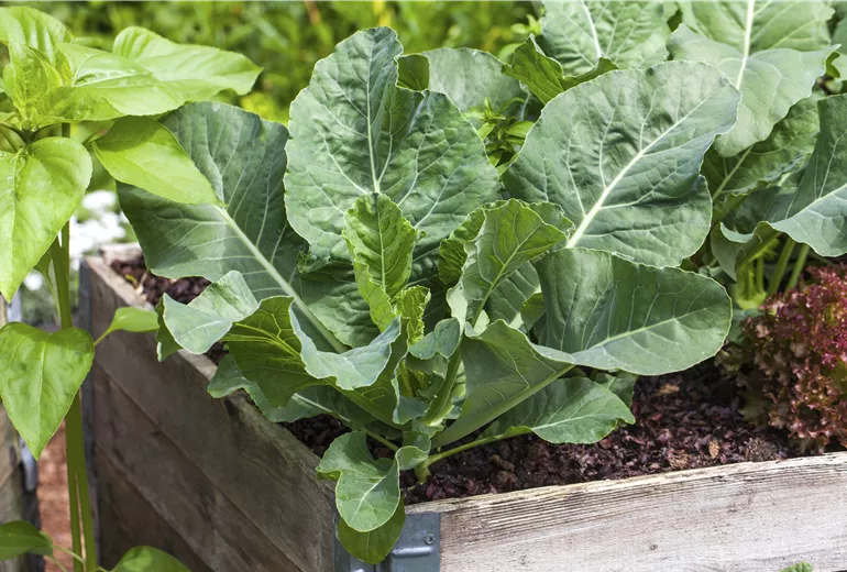 Brassica oleracea var. gongylodes