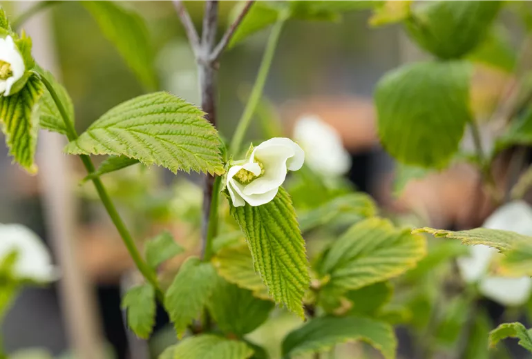 Rhodotypos scandens
