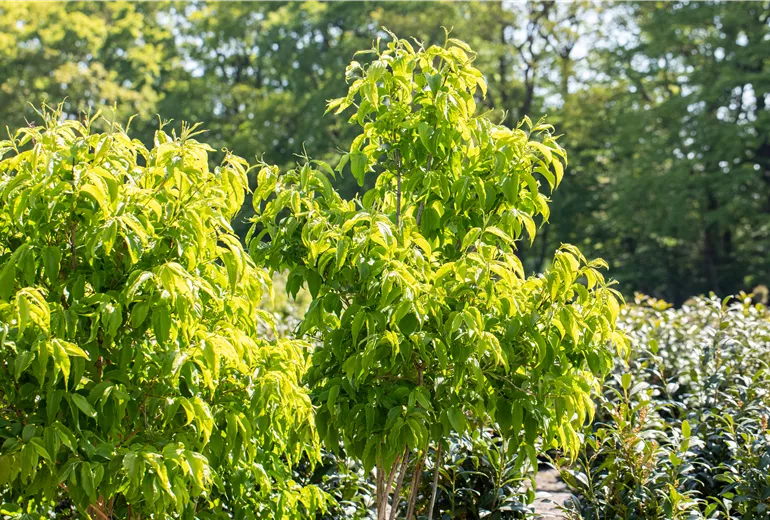 Heptacodium miconioides