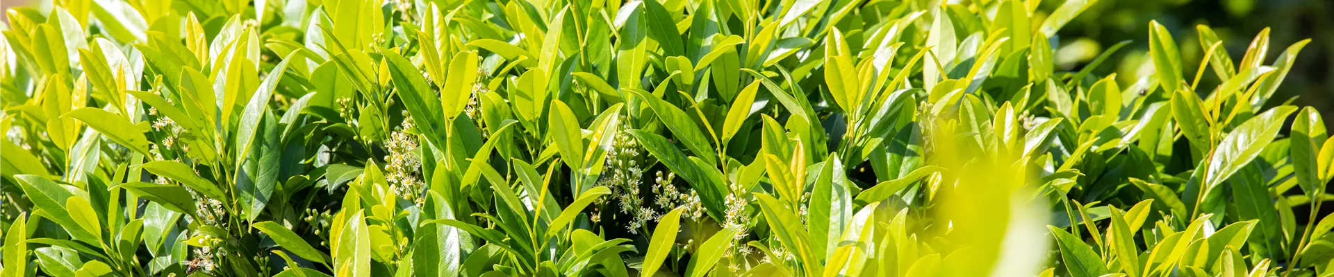 Prunus laurocerasus 'Caucasica'