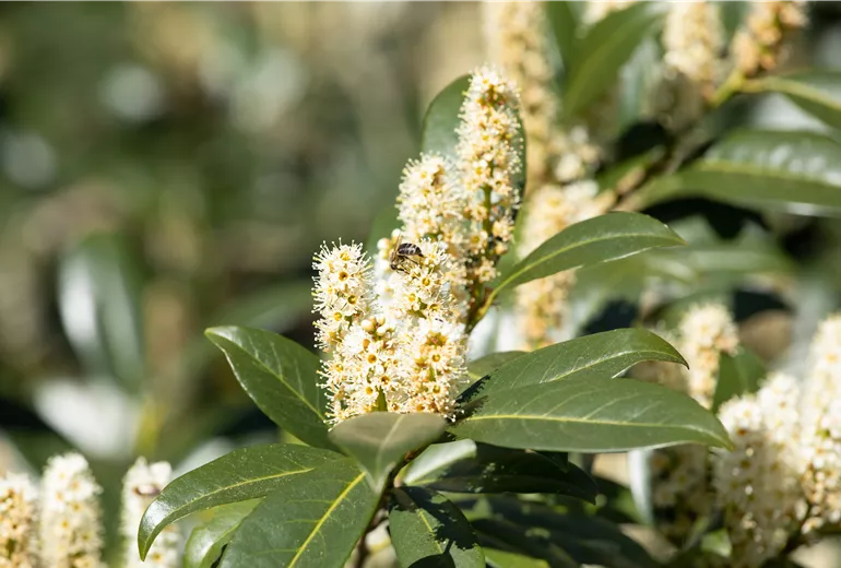 Prunus laurocerasus